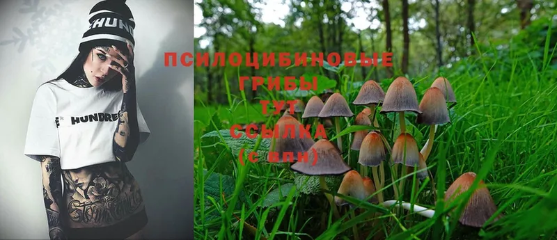 где можно купить   darknet телеграм  blacksprut сайт  Галлюциногенные грибы MAGIC MUSHROOMS  Венёв 